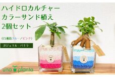 014-09ハイドロカルチャー・カラーサンド植え2個セット（CS湘南ブルー／ピンク）ガジュマル・パキラ / 秦野 神奈川 観葉植物  無菌 無臭 顆粒状粘土 用土 セラミスグラニュー 植物 植え込  ハイドロカルチャー 水耕栽培 ミニ観葉