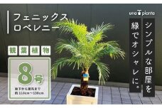 観葉植物 フェニックスロベレニー ロベ 8号（鉢下から葉先まで約H110cm～130cm） / 秦野 神奈川 南国感 インテリア オシャレ 室内 室外 鉢物 親王椰子 常緑低木  美しいフォルム 041-01-1