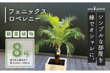 観葉植物 フェニックスロベレニー ロベ 8号（鉢下から葉先まで約H110cm～130cm） / 秦野 神奈川 南国感 インテリア オシャレ 室内 室外 鉢物 親王椰子 常緑低木  美しいフォルム 041-01-1