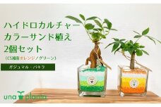 014-10ハイドロカルチャー・カラーサンド植え2個セット（CS湘南オレンジ／グリーン）ガジュマル・パキラ  / 秦野 神奈川 観葉植物  無菌 無臭 顆粒状粘土 用土 セラミスグラニュー 植物 植え込  ハイドロカルチャー 水耕栽培 ミニ観葉