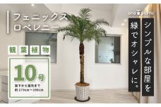 観葉植物 フェニックスロベレニー ロベ 10号（鉢下から葉先まで約H170cm～190cm） / 秦野 神奈川 インテリア オシャレ 室内 室外 南国感 鉢物 親王椰子 常緑低木  美しいフォルム