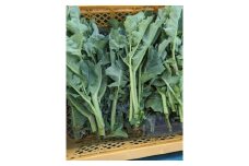 006-35春を告げる野菜　のらぼう菜（1,200g）