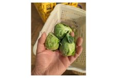 009-51【2026年1月～3月発送】双葉農園の真冬の”芽キャベツ”（1,000g）from　名水の里　秦野