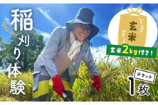 秦野里山稲刈り体験　玄米2キロ付き｜米作り体験 稲刈り 収穫 田んぼ 食と農 自然栽培 無農薬 環境保全 里山 景観 体験 癒し ヒーリング 神奈川 秦野 033-02　
