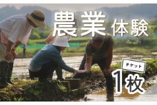 秦野里山　農業体験｜米作り体験 田植え体験 稲刈り 収穫 田んぼ 食と農 自然栽培 無農薬 環境保全 里山 景観 体験 癒し ヒーリング 神奈川 秦野 015-26　