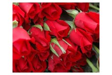 No.514 農家直送！厚木産バラの花束　大輪L赤 ／ お花 薔薇 ローズ 神奈川県