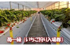 No.777 苺一縁（いちご狩り入場券） ／ イチゴ狩り イチゴ 完熟いちご 神奈川県