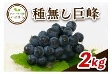 [2025年8月中旬以降発送 数量限定] 2025年産フルーツの郷いせはら 種無し巨峰 2kg｜先行予約 [0360]