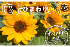 【座間産】市の花「ひまわり」ポット苗セット ポット数２０｜ガーデニング 花 フラワー 季節の花苗 寄せ植え 鉢 植木鉢 花の苗
※2024年6月下旬～7月中旬頃に順次発送予定