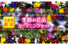 【生産者直送】季節の花苗　ガーデニングセット｜ガーデニング 花 フラワー 季節の花苗 寄せ植え 鉢 植木鉢 花の苗
※2024年11月上旬～2025年2月中旬頃に順次発送予定