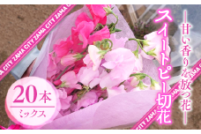 【座間産】スイートピー切花20本セット　ミックス｜ガーデニング 花 フラワー 切花
※2025年1月上旬～2025年3月下旬頃に順次発送予定