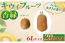 希少キウイフルーツ 「香緑」。6Lサイズ 20個入り 糖度16度。甘くておいしい＜出荷時期：2025年12月15日出荷開始～2026年1月15日出荷終了＞【キウイ　フルーツ 神奈川県 南足柄市 】