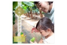 金太郎バナナ 収穫適期バナナの収穫と試食体験ペアチケット（大人：2枚）【 体験 試食 収穫 チケット おいしい 果物 くだもの フルーツ お歳暮 お中元 】