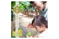 金太郎バナナ 収穫適期バナナの収穫と試食体験ファミリー4枚チケット（大人：2枚、子供：2枚）【 体験 試食 収穫 チケット おいしい 果物 くだもの フルーツ お歳暮 お中元 】