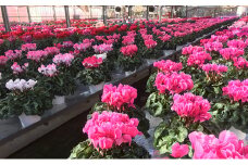 シクラメン 6号鉢 花 フラワー 鉢植え 贈答 ギフト