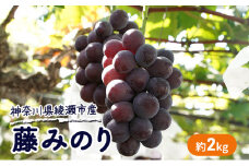 大玉 高級品種ぶどう 藤みのり 約2kg ぶどう 藤稔 神奈川県 綾瀬市産 果物 フルーツ 最高級 品質 甘い 産地直送 果汁 贈り物 ギフト
