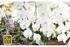 アヤセ洋蘭 コチョウラン 白 ３本立ち 胡蝶蘭 花
