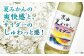ジュース 炭酸 ミカン 神奈川県 特産品 みかん 炭酸飲料 葉山 葉山町 夏みかん
