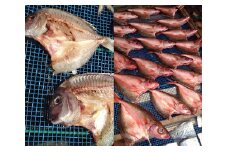 No.017 高級地魚の干物セット / ひもの 季節 自家製 新鮮 神奈川県 特産品