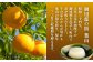 くずもち 葛餅  夏みかん 夏蜜柑 和菓子 おやつ スイーツ お菓子 贈り物 神奈川県 葉山町