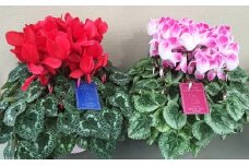花家族 信花園シクラメン5号サイズ2色セット