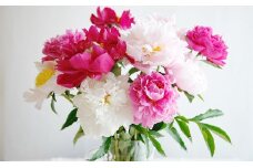 花 湘南のシャクヤク 切り花 13本入り 大谷芍薬園 花束 ※色指定不可