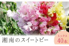 花 湘南のスイートピー ミックス 40本 英晃農園 花束 ※色指定不可