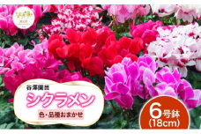 【ふるさと納税】谷澤園芸 シクラメン 6号鉢 冬の花 長持ち 華やか 贈答用 ギフト プレゼント 育てやすい 室内向け 屋外OK(屋外厳禁) おしゃれ ガーデニング ハウス栽培 神奈川県 寒川町