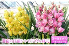 湘南の洋蘭 シンビジウム 5～6本 陶器鉢入り 色の指定不可 蘭 ラン らん 花 お花 生花 ランダム ピンク 黄色 白 カラフル ランダム シンビジューム フラワー flower 華やか お祝い インテリア 香り ギフト 贈り物 記念日 誕生日 神奈川県 寒川町