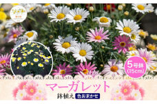 鈴木園芸 おまかせ マーガレット 5号鉢 フラワー ギフト 植物 ガーデニング 室内 園芸 花 はな flower 母の日 プレゼント 入学式 お祝い 贈り物 サプライズ 贈り物 卒業式 誕生日 インテリア 趣味 園芸 お花 送料無料 神奈川県 寒川町