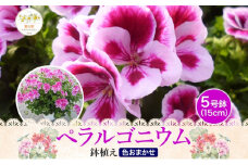 鈴木園芸 おまかせ ペラルゴニウム 5号鉢 フラワー ギフト 植物 ガーデニング 室内 園芸 花 はな flower 母の日 プレゼント 入学式 お祝い 贈り物 サプライズ 贈り物 卒業式 誕生日 インテリア 趣味 園芸 お花 送料無料 神奈川県 寒川町