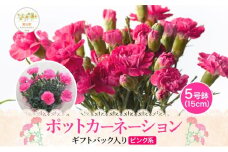 鈴木園芸 ポットカーネーション ピンク系 5号鉢 フラワー ギフト 植物 ガーデニング 室内 園芸 花 はな flower 母の日 プレゼント 入学式 お祝い 贈り物 サプライズ 贈り物 卒業式 誕生日 インテリア 趣味 園芸 お花 送料無料 神奈川県 寒川町