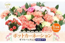 鈴木園芸 おまかせ ポットカーネーション 5号鉢 フラワー ギフト 植物 ガーデニング 室内 園芸 花 はな flower 母の日 プレゼント 入学式 お祝い 贈り物 サプライズ 贈り物 卒業式 誕生日 インテリア 趣味 園芸 お花 送料無料 神奈川県 寒川町