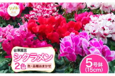 【ふるさと納税】谷澤園芸 シクラメン 5号鉢 2色セット 冬の花 長持ち 華やか 贈答用 ギフト プレゼント 育てやすい 室内向け 屋外OK(凍結厳禁) ガーデニング ハウス栽培 神奈川県 寒川町