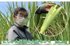 にしかた農園の大磯マコモ　約1.5kg(10～15本程度)　かながわブランド認定＜出荷開始：＜出荷開始：2022年10月3日出荷開始～2022年10月31日出荷終了＞