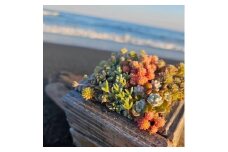 セダム（多肉植物） 寄せ植えキッド：3個セット 【 神奈川県 大磯町 】