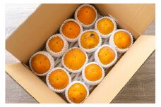 【お買い得】大磯産『太秋柿』10～15個入り（訳あり　約４kg）〈出荷時期:2025年10月中旬～2025年11月中旬〉【 神奈川県 大磯町 】