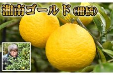 No.077 湘南ゴールド（柑橘） ／ 新感覚オレンジ かんきつ 爽やか 甘さ 酸味 湘南 神奈川県 特産品
