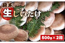 No.081 原木生しいたけ ／ シイタケ 椎茸 きのこ キノコ 茸 肉厚 歯ごたえ 香り 神奈川県