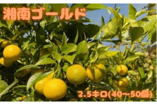 【訳アリ・無選別】湘南ゴールド 2.5kg ＜2024年3月発送＞