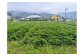 8月。植え付けから3か月程度、夏の恩恵を受けてつるが横に広がり、元気に育ちました。