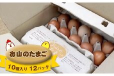 お山のたまご　１０個入り１２パック【 たまご 神奈川県 山北町 】