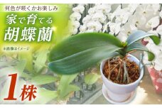 【家で育てる胡蝶蘭！】胡蝶蘭 苗1株【足柄金太郎洋蘭園】開成町 洋蘭 蘭 お花 生花 苗 花苗 [BDAB001]