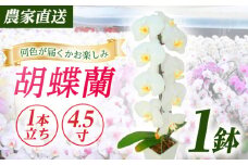 【1本立ち4.5寸】生産農家直送！ 胡蝶蘭 1鉢【足柄金太郎洋蘭園】開成町 洋蘭 蘭 お花 生花 鉢花 鉢 [BDAB004]