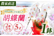 【2本立ち5寸】生産農家直送！ 胡蝶蘭 1鉢【足柄金太郎洋蘭園】開成町 洋蘭 蘭 お花 生花 鉢花 鉢 [BDAB005]