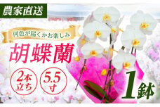 【2本立ち5.5寸】生産農家直送！ 胡蝶蘭 1鉢【足柄金太郎洋蘭園】開成町 洋蘭 蘭 お花 生花 鉢花 鉢 [BDAB006]