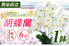 【3本立ち6寸】生産農家直送！ 胡蝶蘭 1鉢【足柄金太郎洋蘭園】開成町 洋蘭 蘭 お花 生花 鉢花 鉢 [BDAB007]