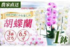 【3本立ち6.5寸】生産農家直送！ 胡蝶蘭 1鉢【足柄金太郎洋蘭園】開成町 洋蘭 蘭 お花 生花 鉢花 鉢 [BDAB008]