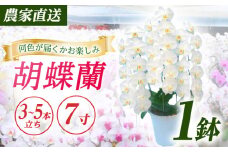【3〜5本立ち7寸】生産農家直送！ 胡蝶蘭 1鉢【足柄金太郎洋蘭園】開成町 洋蘭 蘭 お花 生花 鉢花 鉢 [BDAB009]