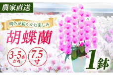 【3〜5本立ち7.5寸】生産農家直送！ 胡蝶蘭 1鉢【足柄金太郎洋蘭園】開成町 洋蘭 蘭 お花 生花 鉢花 鉢 [BDAB010]